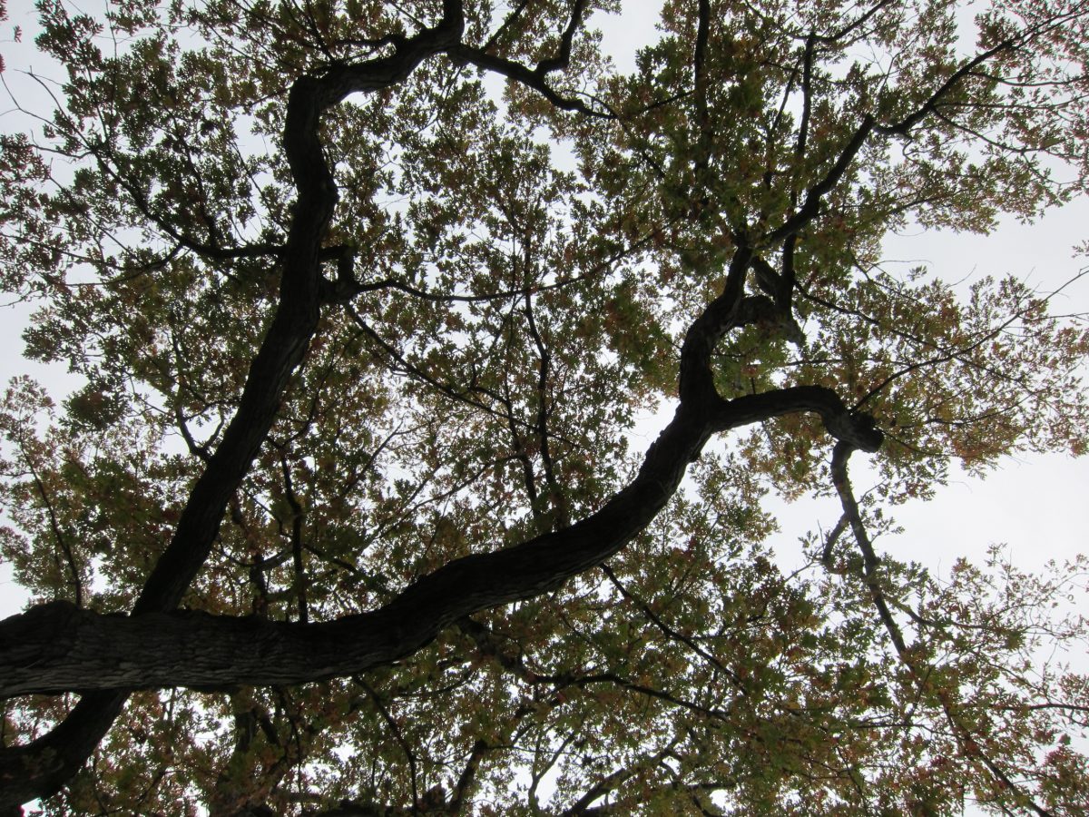 Allview White Oak Burlington Conservative Association